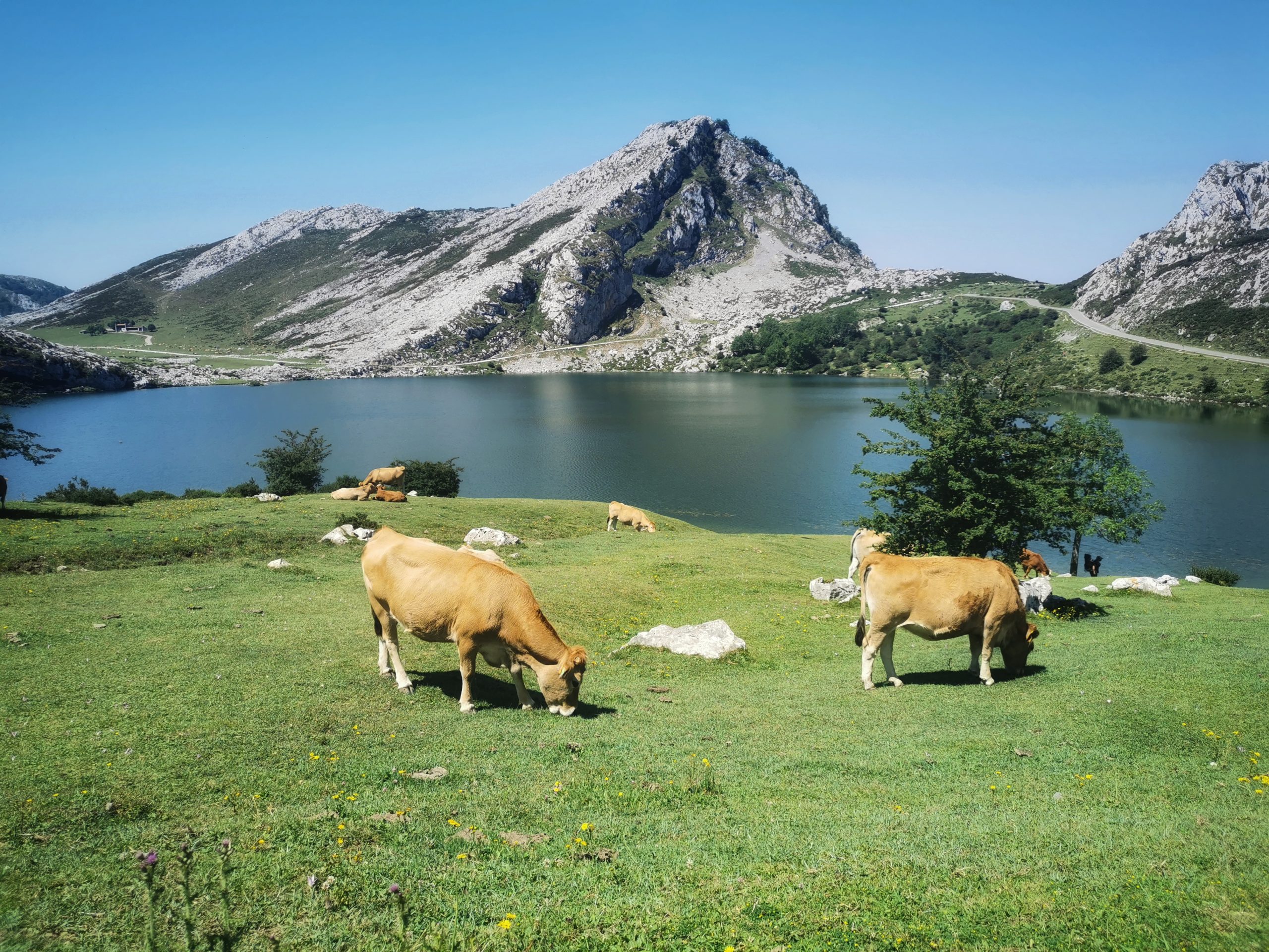 Visita a los Lagos de Covadonga en Asturias