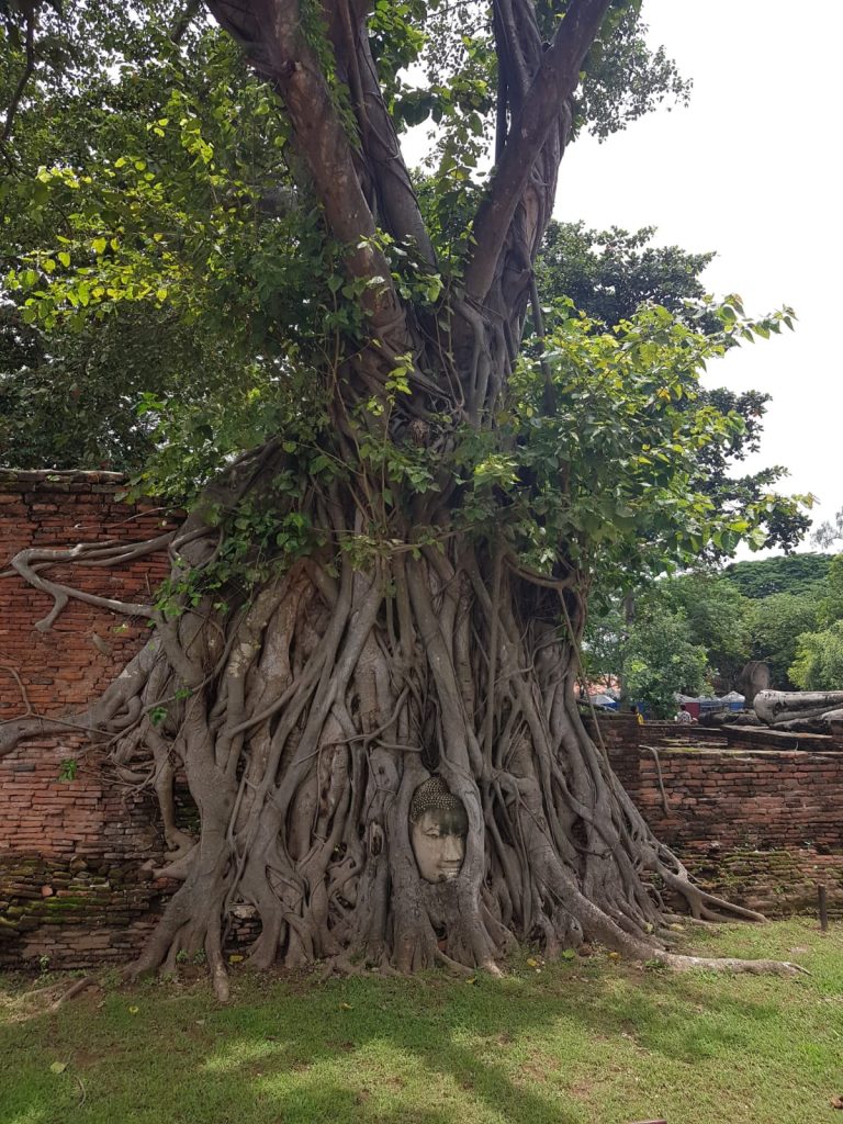 Wat Mahathat - Buda incrustado en el árbol